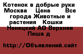 Котенок в добрые руки. Москва. › Цена ­ 5 - Все города Животные и растения » Кошки   . Ненецкий АО,Верхняя Пеша д.